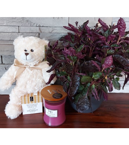 Back to School Plant and Gift Package