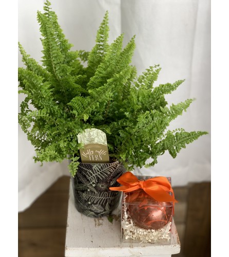 4 Fern and Hot Chocolate Bomb Combo. An arrangement by Anderson Flowers.