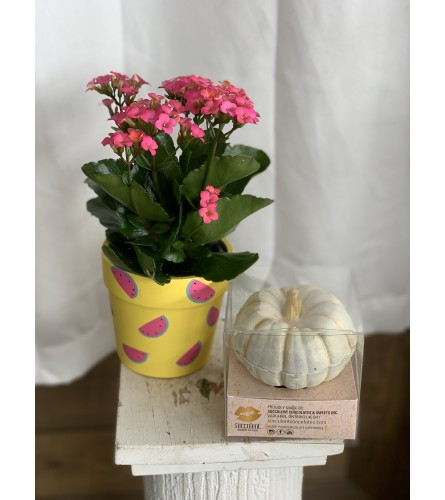 Kalanchoe with a Chocolate Smash Pumpkin. An arrangement by Lori's Hearts and Flowers.