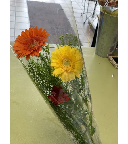 3 Mini Gerberas Wrapped & Delivered