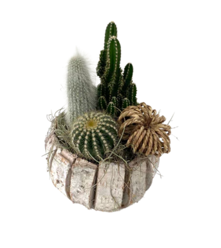 Birchwood Cacti Bowl