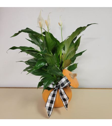 Ceramic Pumpkin Peace Lily