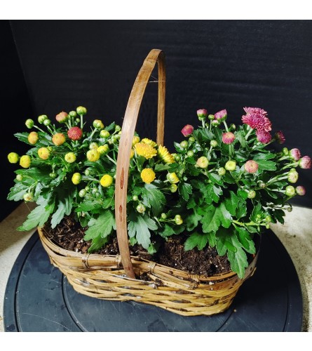 Mini Mums. An arrangement by Pandora's Posies.