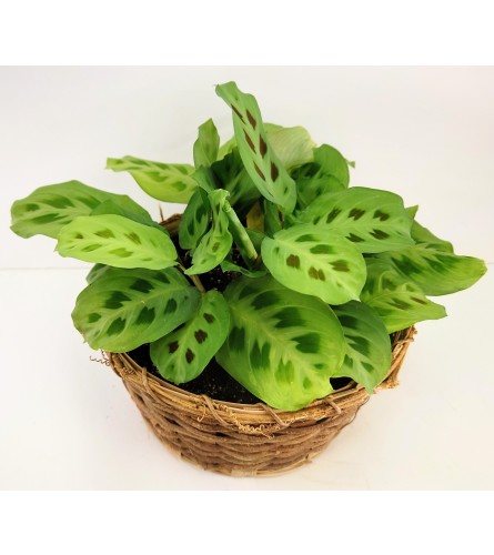 Prayer Plant Basket