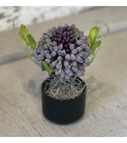 Miniature Allium in Thimble Pot