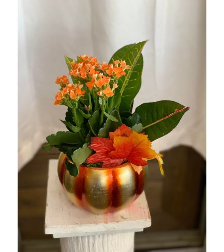Pumpkin Planter - Standard. An arrangement by Anderson Flowers.
