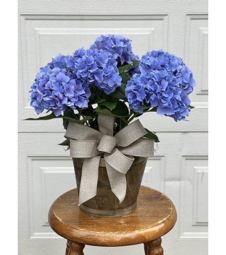 Blue Hydrangea plant in wood basket