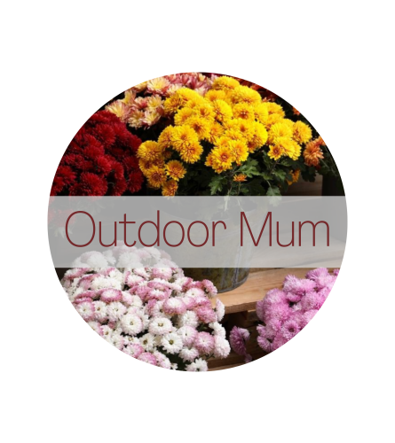 Outdoor Mum Plant (colors may vary)