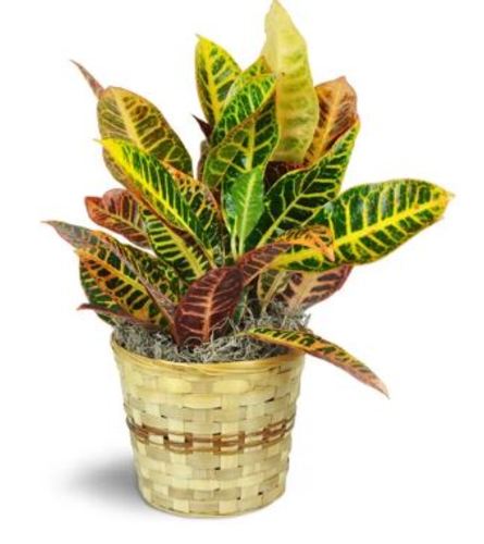 A Croton Plant