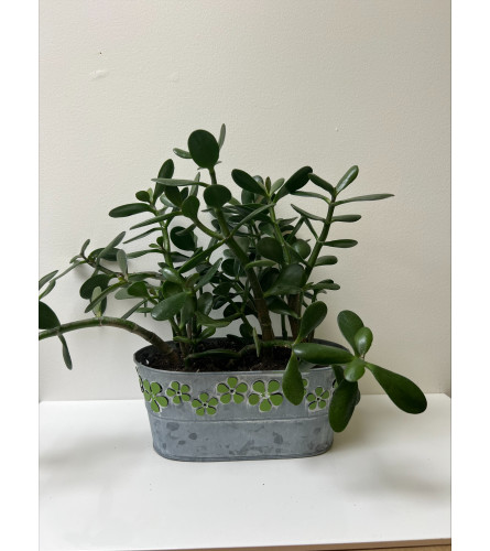 Jade Plant In Metal Pot. An arrangement by Flower Trends Florists.