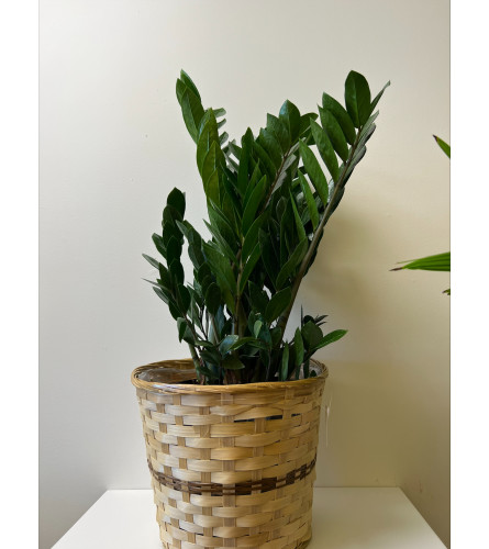 10'' ZZ Plant In Wicker Basket