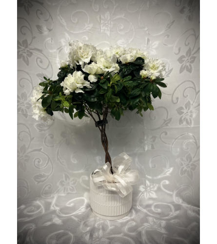 White Braided Azalea Tree. An arrangement by Awesome Blossom.