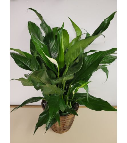 Spathiphyllum in a Basket