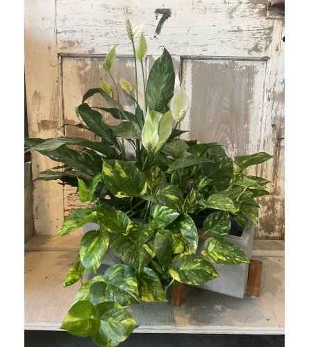 Concrete Plant Garden. An arrangement by Metcalfe Florist and Pleasant View Greenhouses.