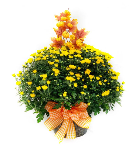 Autumnal Mum - Deluxe. An arrangement by Dupree's Root 88 Garden Center and Florist.