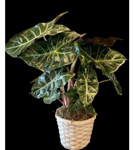 Alocasia  Tropical Plant