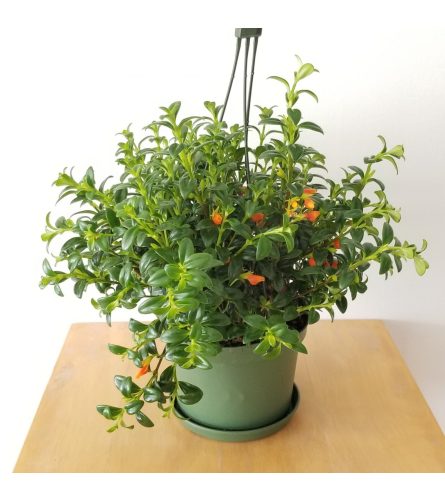 Goldfish Hanging Plant