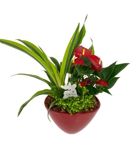 Christmas Red Anthurium Planter.