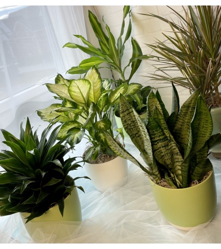House Plant - Medium. An arrangement by Brooklin Floral and Garden Shoppe Inc..