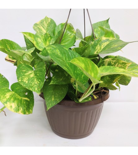 Golden Pothos Hanging Planter