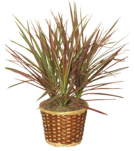 Red Margined Dracaena Tree