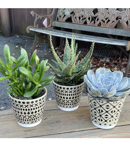 Succulent Plants - Deluxe. An arrangement by Violeta's Flower Shop.