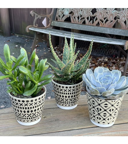 Succulent Plants