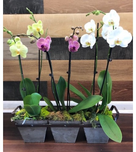Orchid Spectacular. An arrangement by The Farmers Petals.