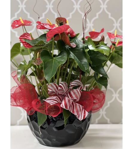 Christmas Anthurium Bowl