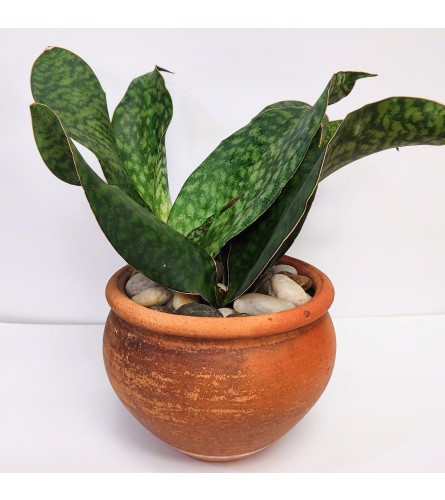 Whale Fin Snake Plant