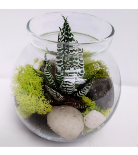 Cutie Succulent Terrarium