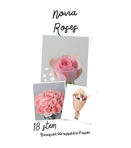 12/18 or 24 Novia (Pink) Roses Wrapped