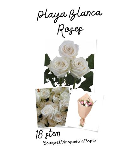 Playa Blanca (White) Roses Wrapped (12/18 or 24)