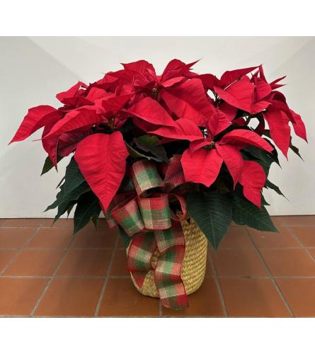 Country Holiday Poinsettia - Standard. An arrangement by DeBonis The Florist.