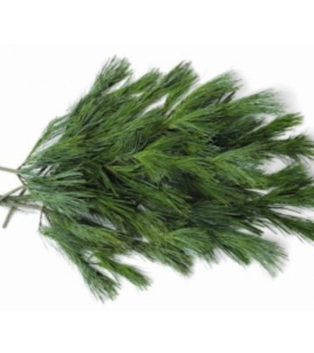 Holiday ''White Pine''