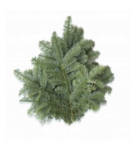 Holiday ''Noble Fir''