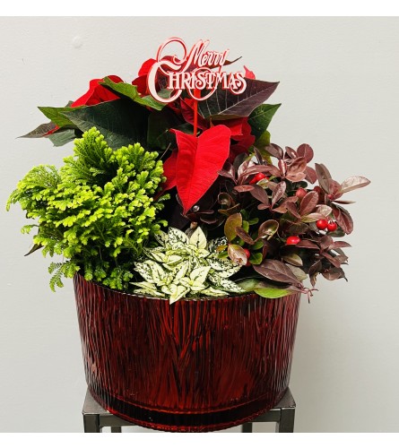 Round and Red Christmas Planter. An arrangement by Marianna's Flower Island.