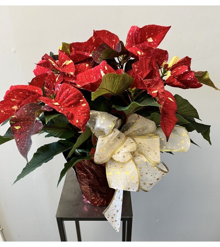 6” Red Pointsettia with Bow