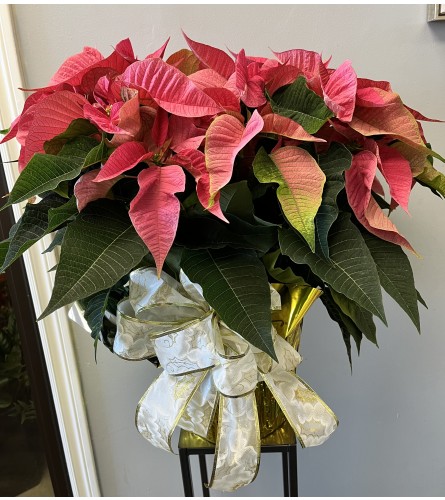 10” Pink Pointsettia with Bow. An arrangement by Marianna's Flower Island.