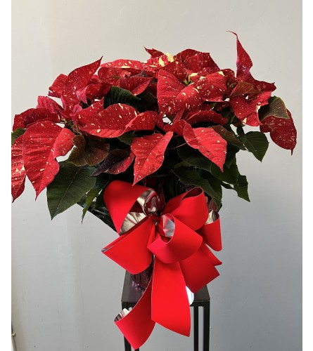 8” Red Pointsettia with Bow. An arrangement by Marianna's Flower Island.