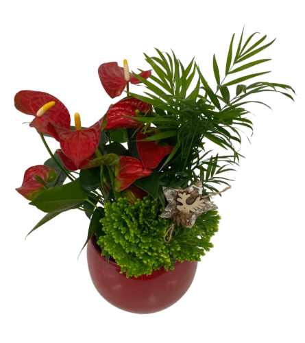 Festive Anthurium ROUND Holiday Planter