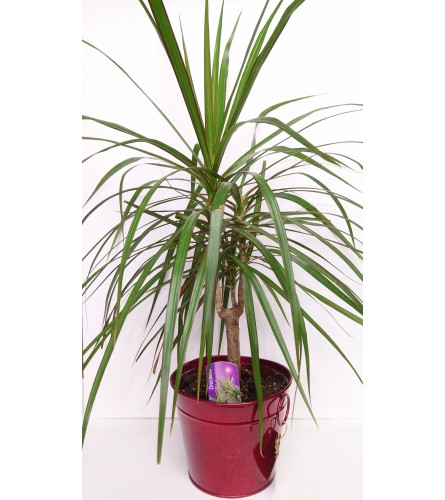 Dracena Dream