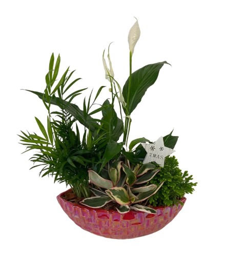 Red shimmering peace lily boat planter.