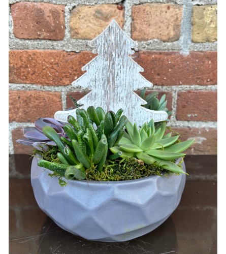 'By Design' Holiday Succulent