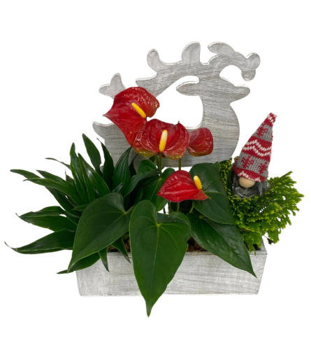 Reindeer Tropical Box