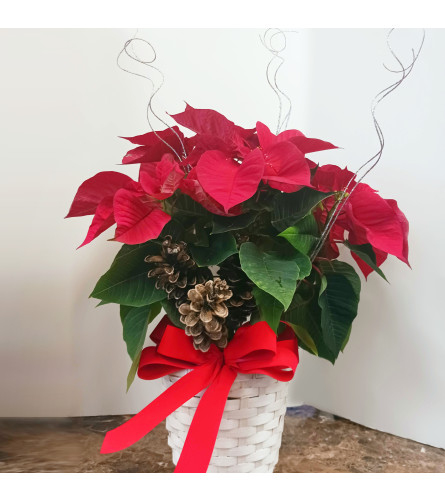 Red Poinsettia Plant in Basket