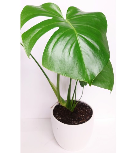 Monstera Elegance