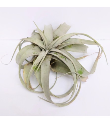 Extra-Large Air Plant