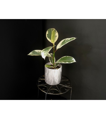 Ficus Rubber Tineke 4"