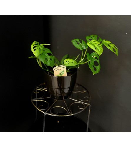Monstera Monkey Mask 4"